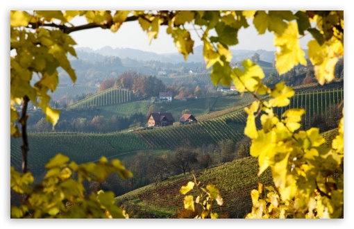 Vineyard near Gloss on the Wine Route, Styria, Austria UltraHD Wallpaper for Wide 16:10 5:3 Widescreen WHXGA WQXGA WUXGA WXGA WGA ; 8K UHD TV 16:9 Ultra High Definition 2160p 1440p 1080p 900p 720p ; Standard 4:3 5:4 3:2 Fullscreen UXGA XGA SVGA QSXGA SXGA DVGA HVGA HQVGA ( Apple PowerBook G4 iPhone 4 3G 3GS iPod Touch ) ; Tablet 1:1 ; iPad 1/2/Mini ; Mobile 4:3 5:3 3:2 16:9 5:4 - UXGA XGA SVGA WGA DVGA HVGA HQVGA ( Apple PowerBook G4 iPhone 4 3G 3GS iPod Touch ) 2160p 1440p 1080p 900p 720p QSXGA SXGA ;