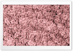 Vintage Pink Roses Tumblr Ultra HD Wallpaper for 4K UHD Widescreen desktop, tablet & smartphone