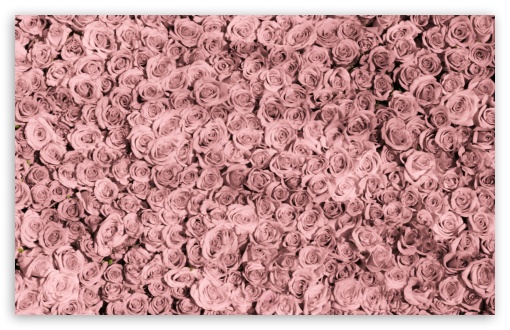 Vintage Pink Roses Tumblr UltraHD Wallpaper for Wide 16:10 5:3 Widescreen WHXGA WQXGA WUXGA WXGA WGA ; 8K UHD TV 16:9 Ultra High Definition 2160p 1440p 1080p 900p 720p ; Standard 4:3 5:4 3:2 Fullscreen UXGA XGA SVGA QSXGA SXGA DVGA HVGA HQVGA ( Apple PowerBook G4 iPhone 4 3G 3GS iPod Touch ) ; Smartphone 5:3 WGA ; Tablet 1:1 ; iPad 1/2/Mini ; Mobile 4:3 5:3 3:2 16:9 5:4 - UXGA XGA SVGA WGA DVGA HVGA HQVGA ( Apple PowerBook G4 iPhone 4 3G 3GS iPod Touch ) 2160p 1440p 1080p 900p 720p QSXGA SXGA ; Dual 16:10 5:3 16:9 4:3 5:4 WHXGA WQXGA WUXGA WXGA WGA 2160p 1440p 1080p 900p 720p UXGA XGA SVGA QSXGA SXGA ;