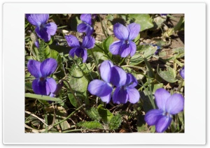 violet Ultra HD Wallpaper for 4K UHD Widescreen desktop, tablet & smartphone
