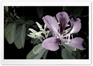 Violet Flower Ultra HD Wallpaper for 4K UHD Widescreen desktop, tablet & smartphone