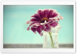 Violet Flower In Vase Ultra HD Wallpaper for 4K UHD Widescreen desktop, tablet & smartphone