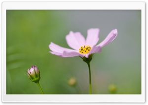 Violet Flower Macro Ultra HD Wallpaper for 4K UHD Widescreen desktop, tablet & smartphone