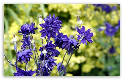 Violet Flowers Ultra HD Desktop Background Wallpaper for 4K UHD TV