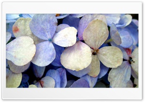 violet flowers Ultra HD Wallpaper for 4K UHD Widescreen desktop, tablet & smartphone