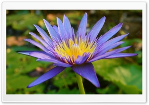Violet Lotus Ultra HD Wallpaper for 4K UHD Widescreen desktop, tablet & smartphone