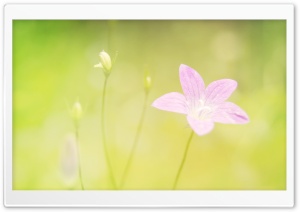 Violet Tiny Flower Ultra HD Wallpaper for 4K UHD Widescreen desktop, tablet & smartphone