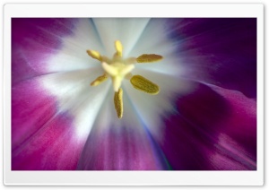 Violet Tulip Ultra HD Wallpaper for 4K UHD Widescreen desktop, tablet & smartphone