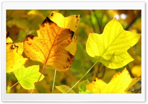 Vivid Autumn Leaves Ultra HD Wallpaper for 4K UHD Widescreen desktop, tablet & smartphone
