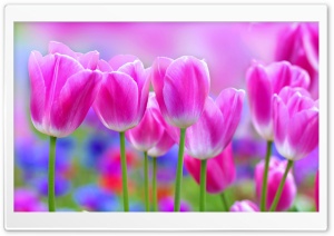 Vivid Colors Tulips, Spring Ultra HD Wallpaper for 4K UHD Widescreen desktop, tablet & smartphone