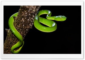 Vogel s Pit Viper Venomous Snake, Trimeresurus Vogeli Ultra HD Wallpaper for 4K UHD Widescreen desktop, tablet & smartphone