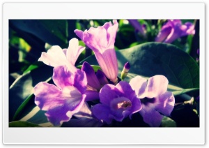 voilet flowers Ultra HD Wallpaper for 4K UHD Widescreen desktop, tablet & smartphone