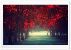 Walking Alone Ultra HD Wallpaper for 4K UHD Widescreen desktop, tablet & smartphone