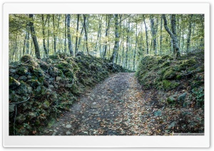 Walking Between Rocks and Trees Ultra HD Wallpaper for 4K UHD Widescreen desktop, tablet & smartphone