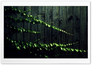 Wall Plant Ultra HD Wallpaper for 4K UHD Widescreen desktop, tablet & smartphone