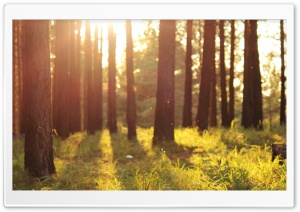 Warm Summer Sunlight Ultra HD Wallpaper for 4K UHD Widescreen desktop, tablet & smartphone