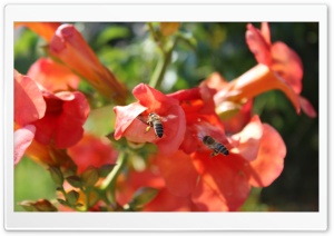 Wasp in flower Ultra HD Wallpaper for 4K UHD Widescreen desktop, tablet & smartphone