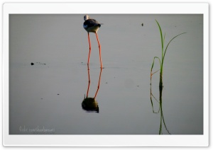 Water Bird - Shoaib Photography Ultra HD Wallpaper for 4K UHD Widescreen desktop, tablet & smartphone