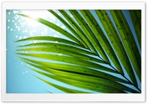 Water Bokeh   Leaves Ultra HD Wallpaper for 4K UHD Widescreen desktop, tablet & smartphone