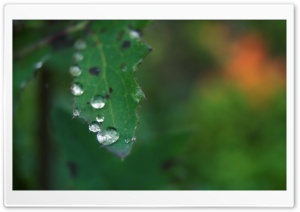 Water Drop Ultra HD Wallpaper for 4K UHD Widescreen desktop, tablet & smartphone