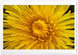 Water Drop on a Dandelion Ultra HD Wallpaper for 4K UHD Widescreen desktop, tablet & smartphone