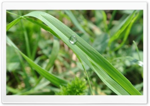 Water drop on grass Ultra HD Wallpaper for 4K UHD Widescreen desktop, tablet & smartphone