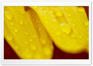 Water Droplets On Flowers Ultra HD Wallpaper for 4K UHD Widescreen desktop, tablet & smartphone