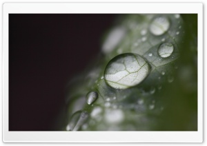 Water Drops Bokeh, Macro Ultra HD Wallpaper for 4K UHD Widescreen desktop, tablet & smartphone