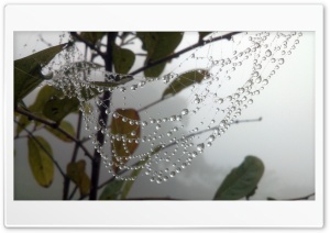 Water Drops In Spider Web Ultra HD Wallpaper for 4K UHD Widescreen desktop, tablet & smartphone