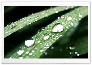 Water Drops Macro Ultra HD Wallpaper for 4K UHD Widescreen desktop, tablet & smartphone