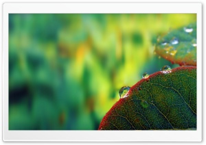 Water Drops Macro Ultra HD Wallpaper for 4K UHD Widescreen desktop, tablet & smartphone