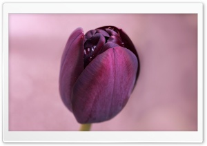 Water Drops On A Burgundy Tulip Ultra HD Wallpaper for 4K UHD Widescreen desktop, tablet & smartphone