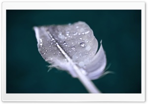 Water Drops On Feather Ultra HD Wallpaper for 4K UHD Widescreen desktop, tablet & smartphone