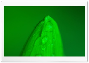 Water Drops on Green Spring Bud Ultra HD Wallpaper for 4K UHD Widescreen desktop, tablet & smartphone