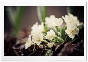 Water Drops On White Flowers Ultra HD Wallpaper for 4K UHD Widescreen desktop, tablet & smartphone