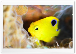 Water Fish Ultra HD Wallpaper for 4K UHD Widescreen desktop, tablet & smartphone