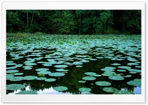 Water Lilies Ultra HD Wallpaper for 4K UHD Widescreen desktop, tablet & smartphone