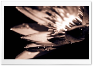Water Lilly Ultra HD Wallpaper for 4K UHD Widescreen desktop, tablet & smartphone