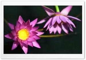 Water Lily Ultra HD Wallpaper for 4K UHD Widescreen desktop, tablet & smartphone