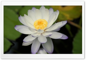 Water Lily Ultra HD Wallpaper for 4K UHD Widescreen desktop, tablet & smartphone