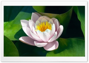 Water Lily Flower Ultra HD Wallpaper for 4K UHD Widescreen desktop, tablet & smartphone