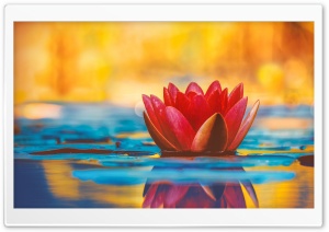 Water Lily Flower Pond Ultra HD Wallpaper for 4K UHD Widescreen desktop, tablet & smartphone
