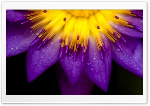 Water Lily Macro Ultra HD Wallpaper for 4K UHD Widescreen desktop, tablet & smartphone