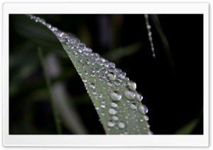 Waterdrops on a Leaf Ultra HD Wallpaper for 4K UHD Widescreen desktop, tablet & smartphone
