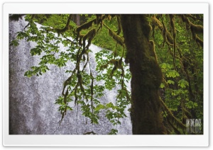 Waterleaf Encounters Ultra HD Wallpaper for 4K UHD Widescreen desktop, tablet & smartphone