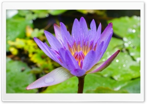 Waterlily - Garden Of Eden Arboretum Maui, Hawaii Ultra HD Wallpaper for 4K UHD Widescreen desktop, tablet & smartphone