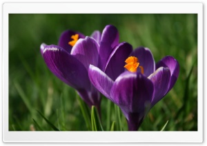 Waxy Petals Ultra HD Wallpaper for 4K UHD Widescreen desktop, tablet & smartphone