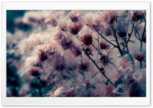 Weeds Ultra HD Wallpaper for 4K UHD Widescreen desktop, tablet & smartphone