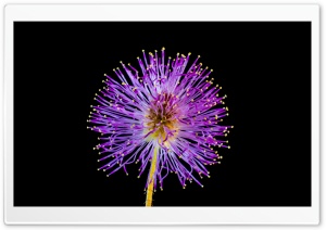 Weird Flower Ultra HD Wallpaper for 4K UHD Widescreen desktop, tablet & smartphone