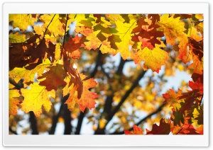 Welcome Autumn Ultra HD Wallpaper for 4K UHD Widescreen desktop, tablet & smartphone